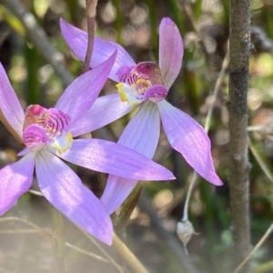 Caladenia alata at Corang, NSW - suppressed