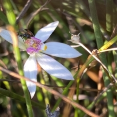 Caladenia alata (Fairy Orchid) at Wog Wog, NSW - 28 Sep 2023 by NedJohnston