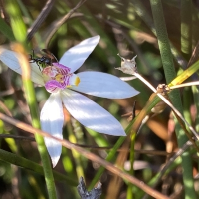 Caladenia alata (Fairy Orchid) at Wog Wog, NSW - 28 Sep 2023 by NedJohnston