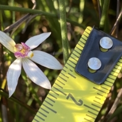 Caladenia alata at Wog Wog, NSW - 28 Sep 2023