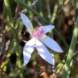 Caladenia alata at Wog Wog, NSW - suppressed