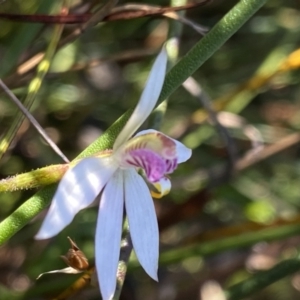 Caladenia alata at Wog Wog, NSW - 28 Sep 2023