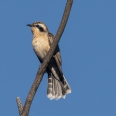 Chrysococcyx osculans (Black-eared Cuckoo) at Belconnen, ACT - 28 Sep 2023 by rawshorty