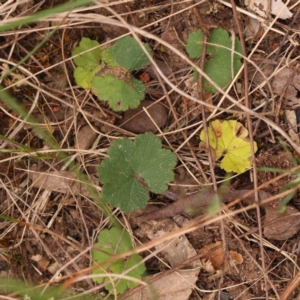 Hydrocotyle laxiflora at Acton, ACT - 28 Sep 2023