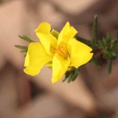 Hibbertia calycina (Lesser Guinea-flower) at Acton, ACT - 27 Sep 2023 by ConBoekel