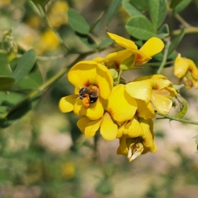 Goodia lotifolia (Golden Tip) at Monga, NSW - 29 Sep 2023 by Csteele4