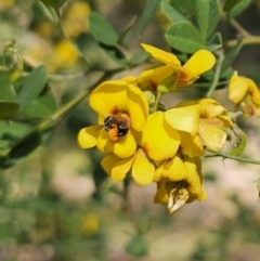 Goodia lotifolia (Golden Tip) at Monga National Park - 29 Sep 2023 by Csteele4