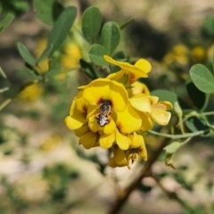 Goodia lotifolia at Monga, NSW - 29 Sep 2023