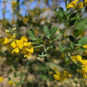 Goodia lotifolia at Monga, NSW - 29 Sep 2023