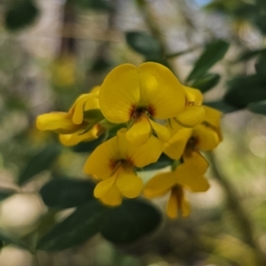 Goodia lotifolia at Monga, NSW - 29 Sep 2023