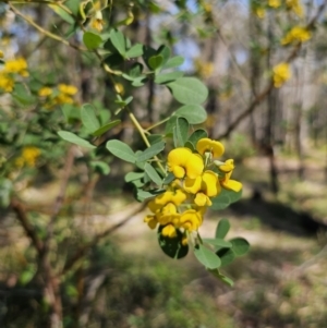 Goodia lotifolia at Monga, NSW - 29 Sep 2023