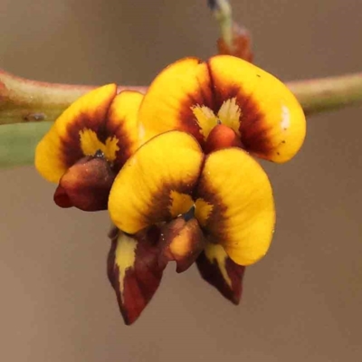 Daviesia mimosoides subsp. mimosoides at Acton, ACT - 27 Sep 2023 by ConBoekel