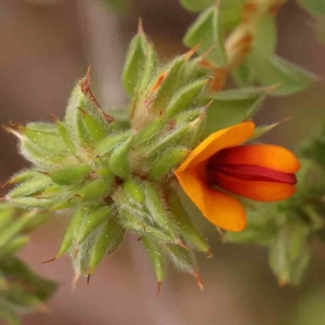 Pultenaea procumbens at Acton, ACT - 28 Sep 2023 08:40 AM