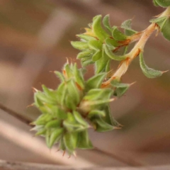 Pultenaea procumbens at Acton, ACT - 28 Sep 2023 08:40 AM