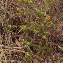 Pultenaea procumbens at Acton, ACT - 28 Sep 2023