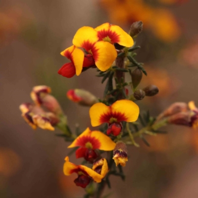 Dillwynia phylicoides (A Parrot-pea) at Acton, ACT - 28 Sep 2023 by ConBoekel