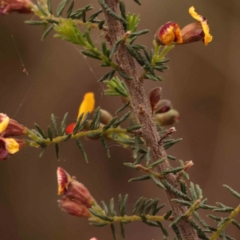 Dillwynia phylicoides at Acton, ACT - 28 Sep 2023 08:44 AM