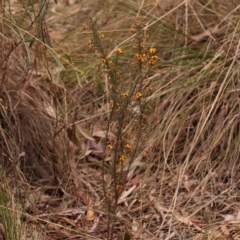 Dillwynia phylicoides at Acton, ACT - 28 Sep 2023 08:44 AM