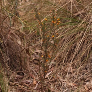 Dillwynia phylicoides at Acton, ACT - 28 Sep 2023