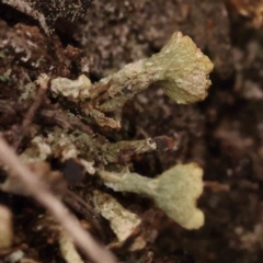 Cladonia sp. (genus) (Cup Lichen) at Caladenia Forest, O'Connor - 27 Sep 2023 by ConBoekel