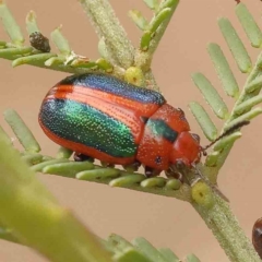 Calomela curtisi (Acacia leaf beetle) at Caladenia Forest, O'Connor - 27 Sep 2023 by ConBoekel