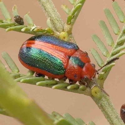 Calomela curtisi (Acacia leaf beetle) at Caladenia Forest, O'Connor - 27 Sep 2023 by ConBoekel