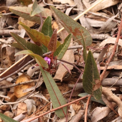 Hardenbergia violacea (False Sarsaparilla) at Caladenia Forest, O'Connor - 27 Sep 2023 by ConBoekel