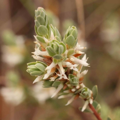 Brachyloma daphnoides (Daphne Heath) at Acton, ACT - 27 Sep 2023 by ConBoekel