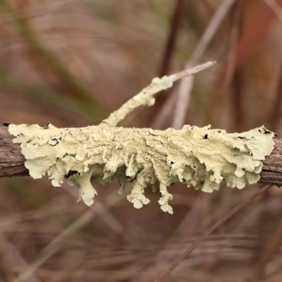 Unidentified Lichen at Acton, ACT - 27 Sep 2023 by ConBoekel