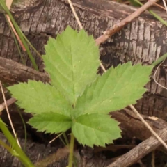 Rubus anglocandicans (Blackberry) at Canberra Central, ACT - 27 Sep 2023 by ConBoekel