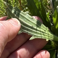 Plantago varia (Native Plaintain) at Molonglo Valley, ACT - 29 Sep 2023 by lbradley