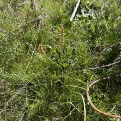 Plantago varia at Yarralumla, ACT - 29 Sep 2023 02:54 PM