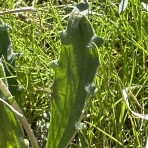 Plantago varia at Molonglo Valley, ACT - 29 Sep 2023