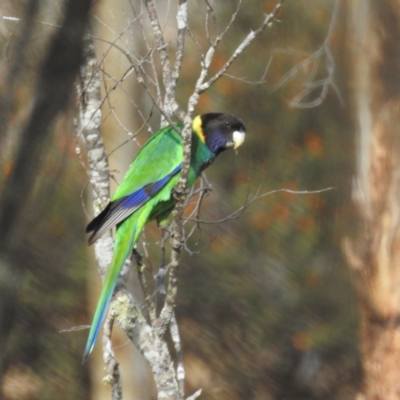 Barnardius zonarius (Australian Ringneck) at Williams, WA - 10 Sep 2023 by HelenCross