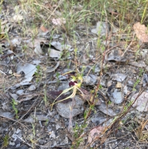 Caladenia atrovespa at Karabar, NSW - 29 Sep 2023