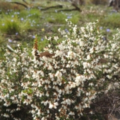 Cryptandra arbutiflora at Williams, WA - 10 Sep 2023 09:17 AM