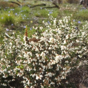 Cryptandra arbutiflora at Williams, WA - 10 Sep 2023