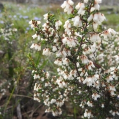 Cryptandra arbutiflora at Williams, WA - 10 Sep 2023