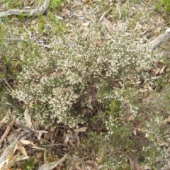 Cryptandra arbutiflora at Williams, WA - 10 Sep 2023