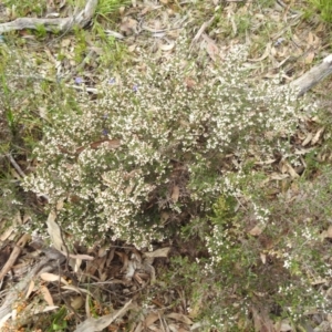 Cryptandra arbutiflora at Williams, WA - 10 Sep 2023 09:17 AM