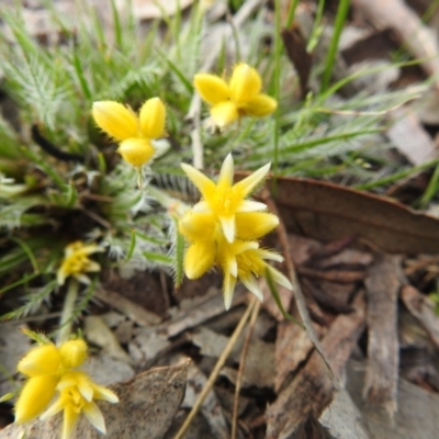 Conostylis setigera (Bristly Cottonhead) at Dryandra Woodland National Park - 9 Sep 2023 by HelenCross