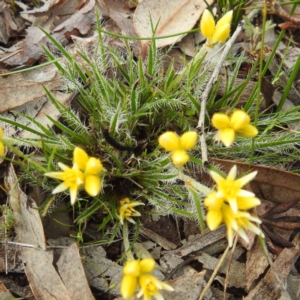 Conostylis setigera at Williams, WA - 10 Sep 2023