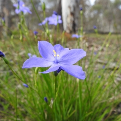Orthrosanthus laxus (Morning Iris) at Williams, WA - 10 Sep 2023 by HelenCross