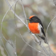 Petroica goodenovii (Red-capped Robin) at Dryandra Woodland National Park - 9 Sep 2023 by HelenCross