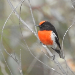 Petroica goodenovii (Red-capped Robin) at Williams, WA - 9 Sep 2023 by HelenCross