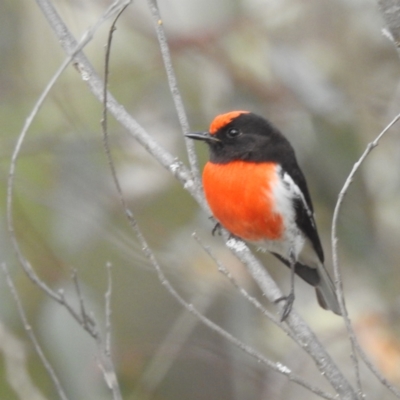 Petroica goodenovii (Red-capped Robin) at Dryandra Woodland National Park - 9 Sep 2023 by HelenCross