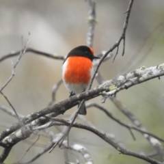 Petroica goodenovii at Williams, WA - 10 Sep 2023