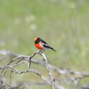 Petroica goodenovii at Williams, WA - 10 Sep 2023