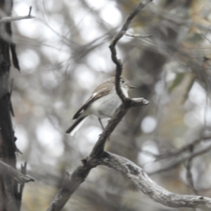 Petroica goodenovii at Williams, WA - 10 Sep 2023