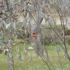 Petroica goodenovii at Williams, WA - 10 Sep 2023